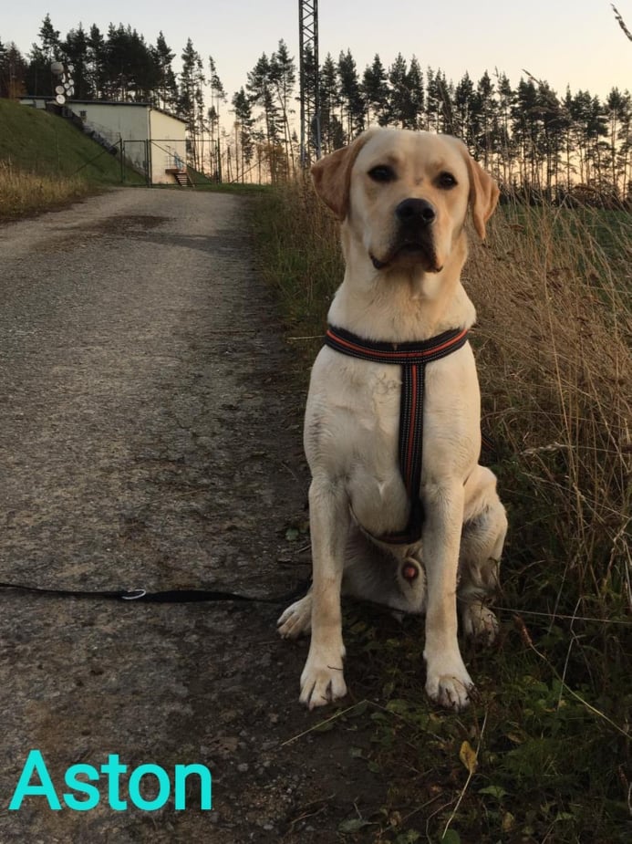 Chovatelská stanice labradorů Polepy u Kolína