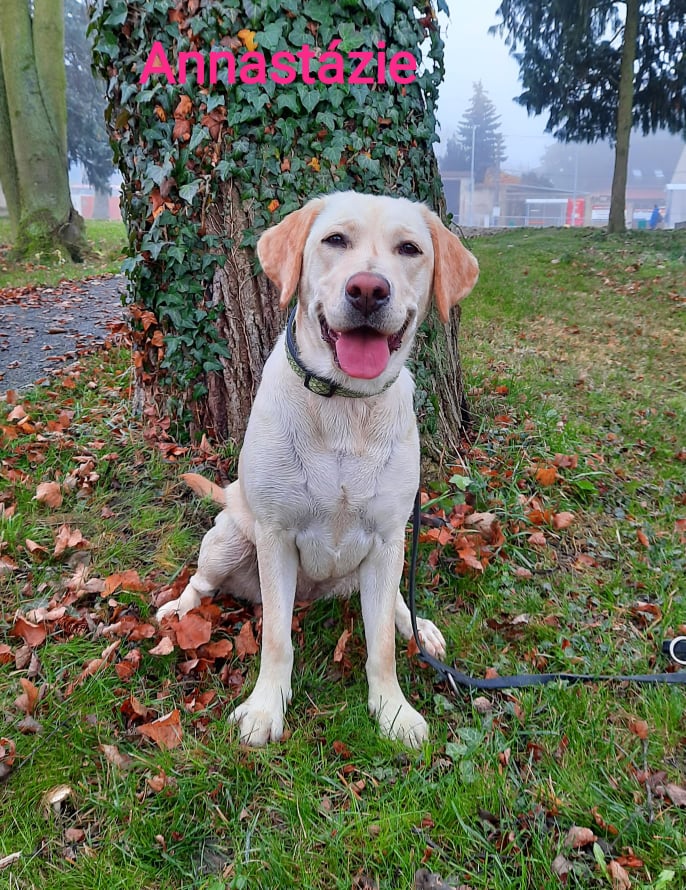 Chovatelská stanice labradorů Polepy u Kolína