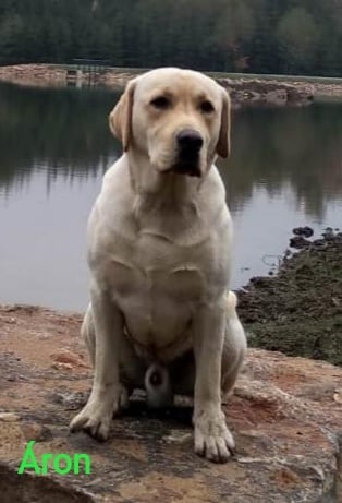 Chovatelská stanice labradorů Polepy u Kolína
