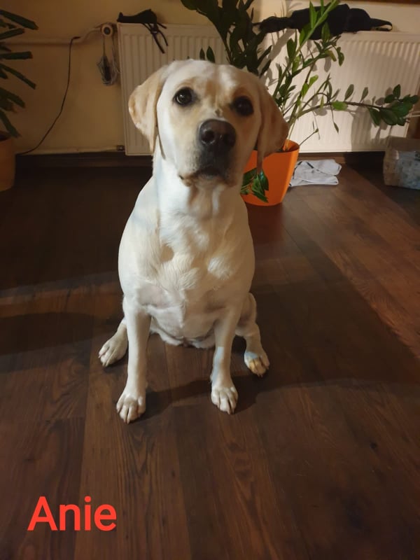 Chovatelská stanice labradorů Polepy u Kolína