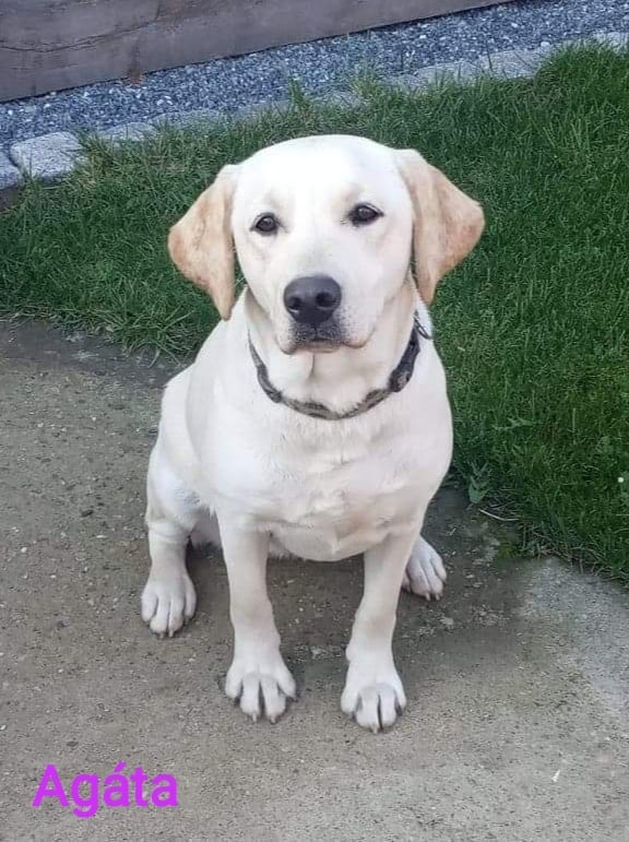 Chovatelská stanice labradorů Polepy u Kolína