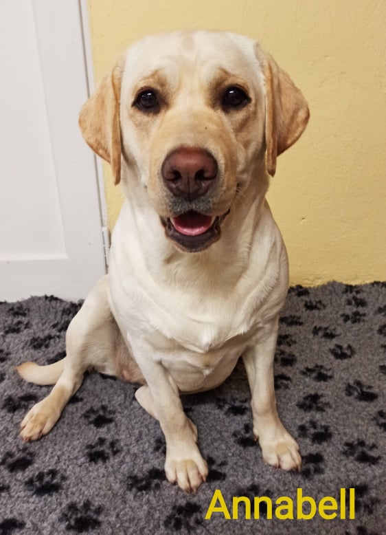 Chovatelská stanice labradorů Polepy u Kolína