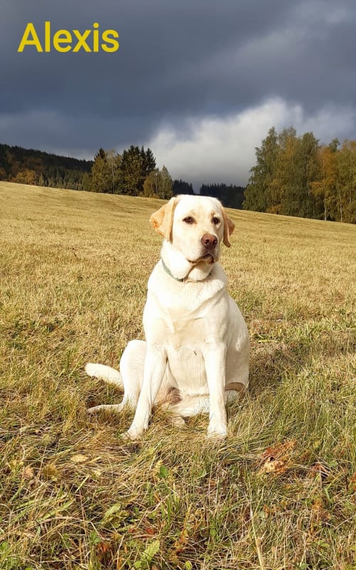 Chovatelská stanice labradorů Polepy u Kolína