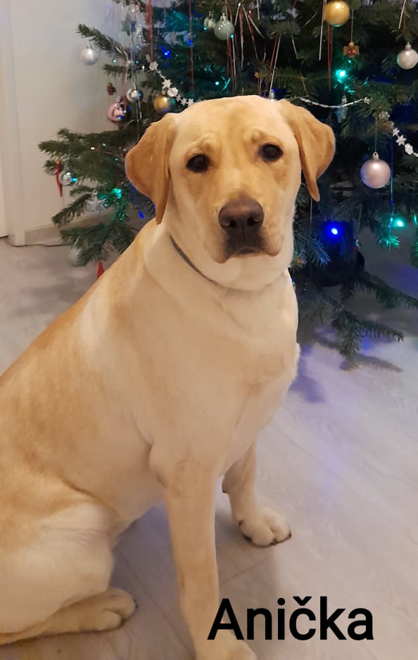 Chovatelská stanice labradorů Polepy u Kolína