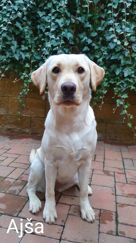 Chovatelská stanice labradorů Polepy u Kolína