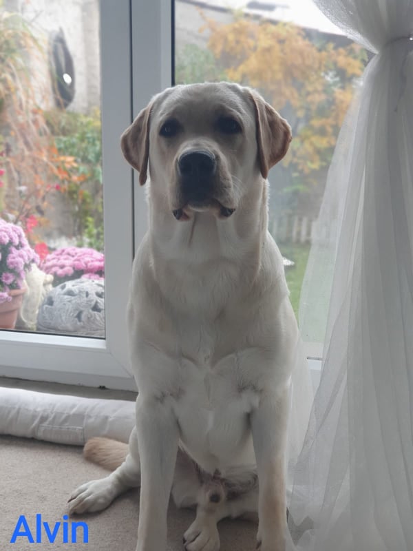 Chovatelská stanice labradorů Polepy u Kolína