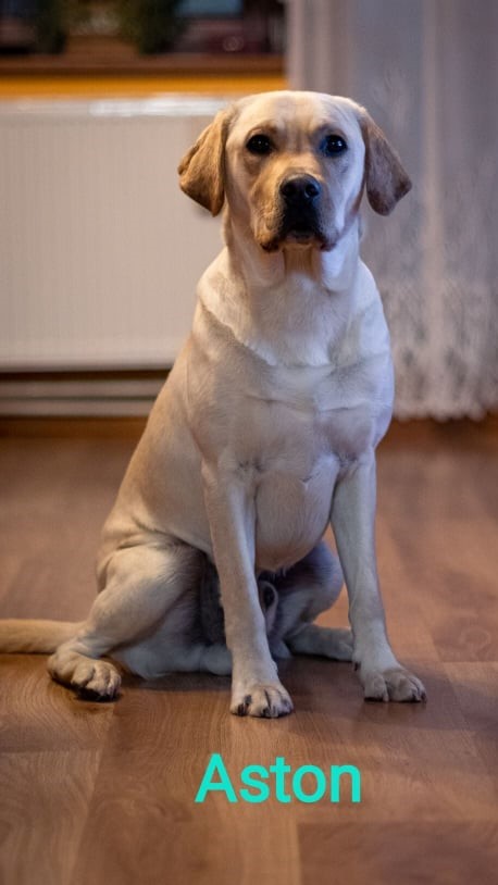 Chovatelská stanice labradorů Polepy u Kolína