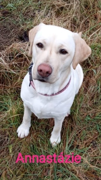 Chovatelská stanice labradorů Polepy u Kolína