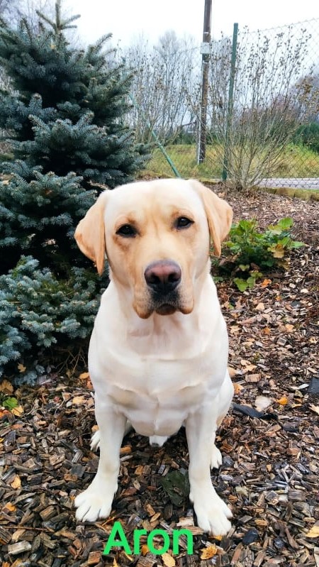 Chovatelská stanice labradorů Polepy u Kolína