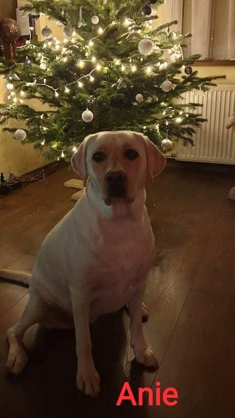 Chovatelská stanice labradorů Polepy u Kolína