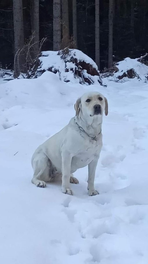 Chovatelská stanice labradorů Polepy u Kolína