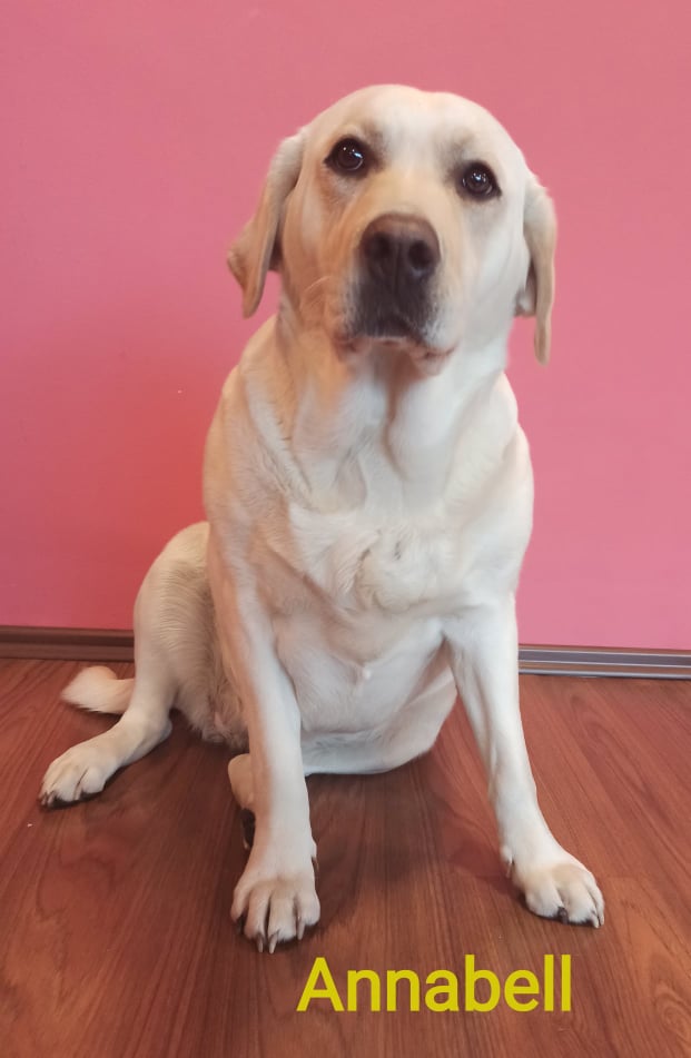 Chovatelská stanice labradorů Polepy u Kolína