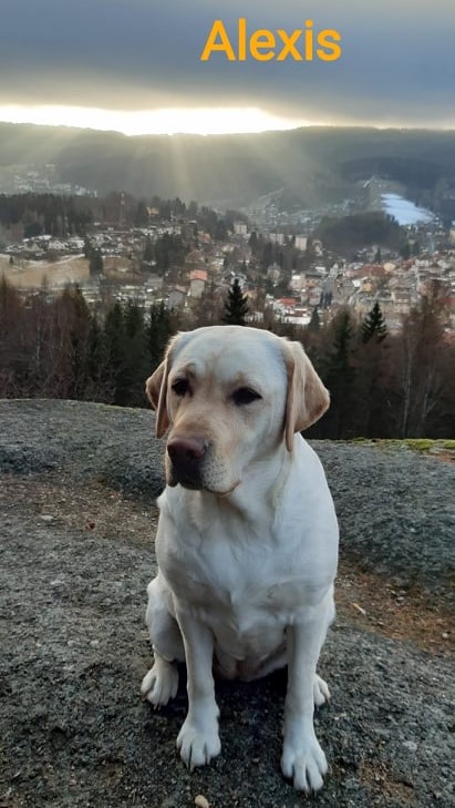 Chovatelská stanice labradorů Polepy u Kolína