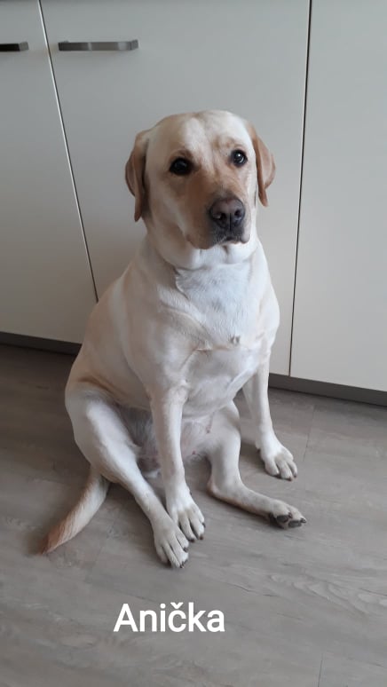 Chovatelská stanice labradorů Polepy u Kolína