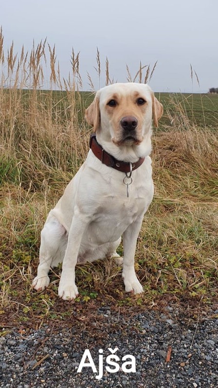 Chovatelská stanice labradorů Polepy u Kolína
