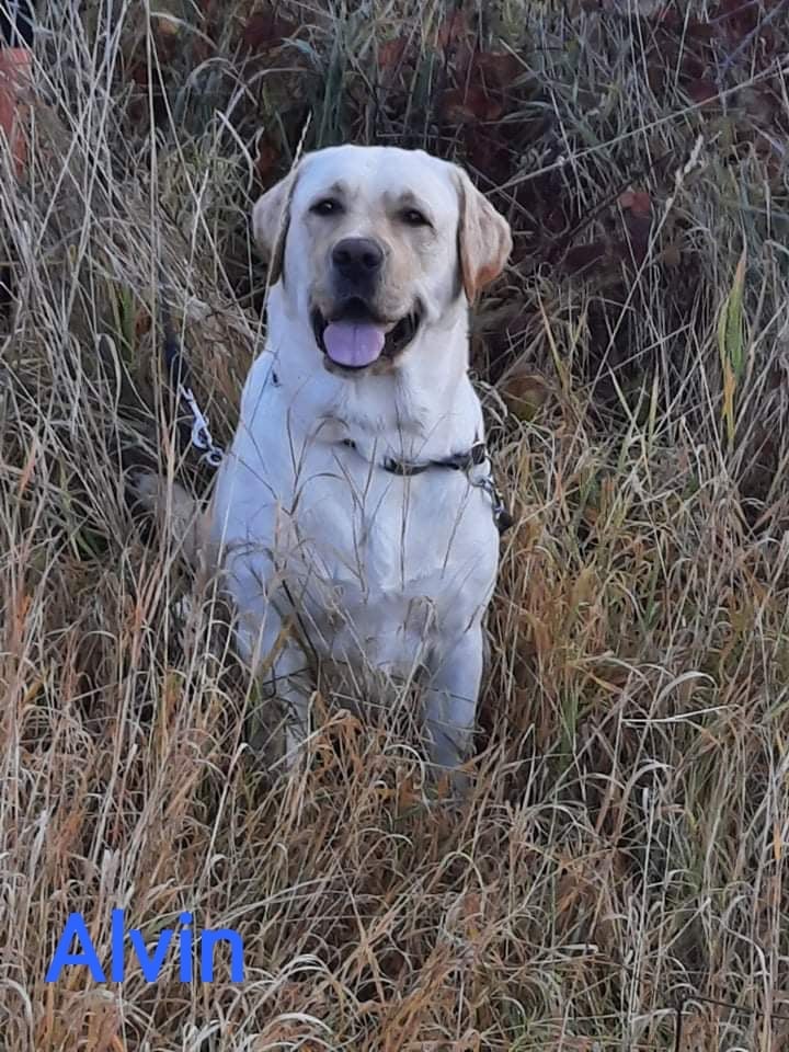Chovatelská stanice labradorů Polepy u Kolína