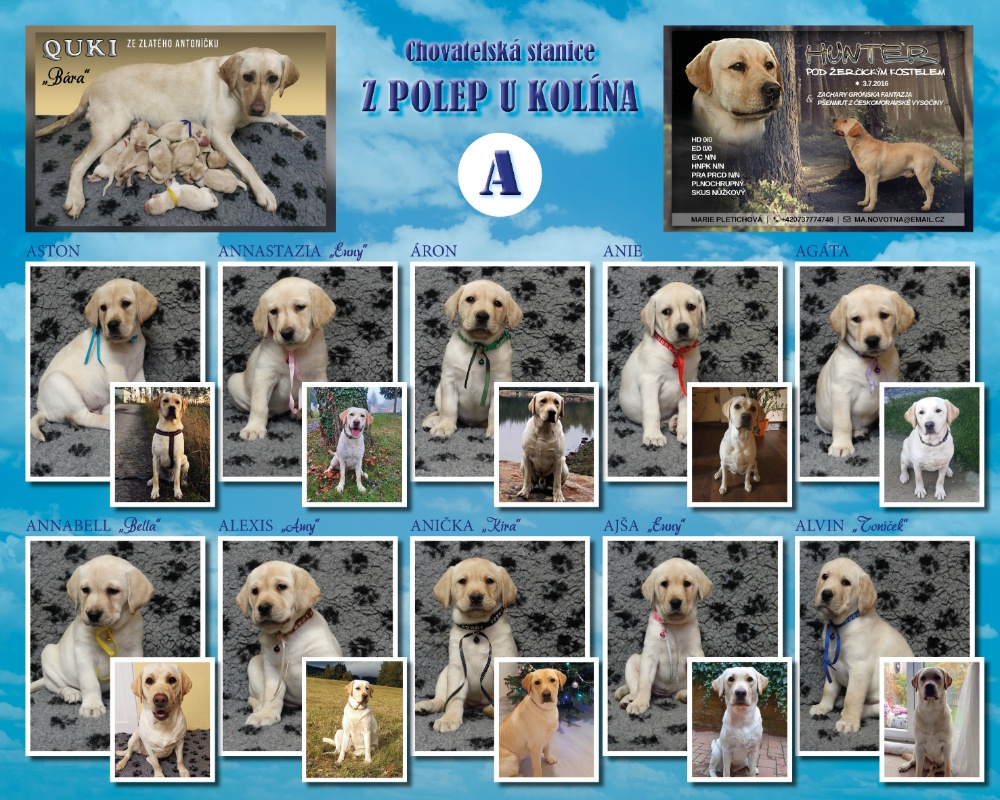 Chovatelská stanice labradorů Polepy u Kolína vrh A