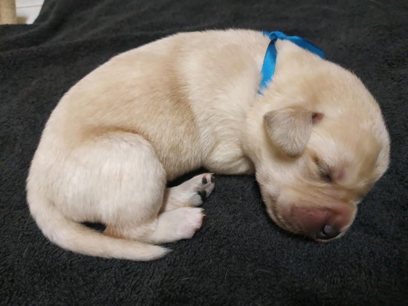 Chovatelská stanice labradorů Polepy u Kolína