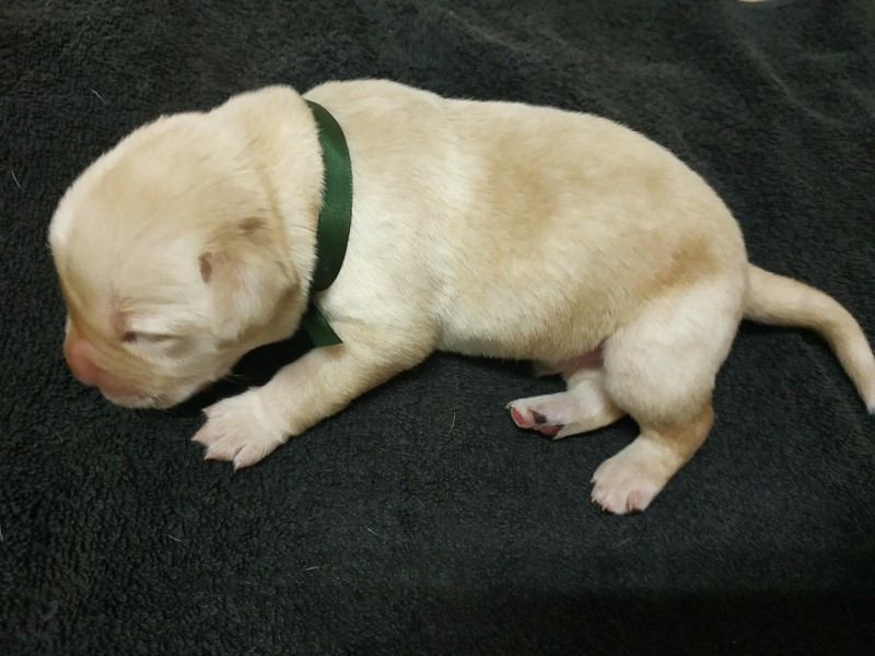 Chovatelská stanice labradorů Polepy u Kolína