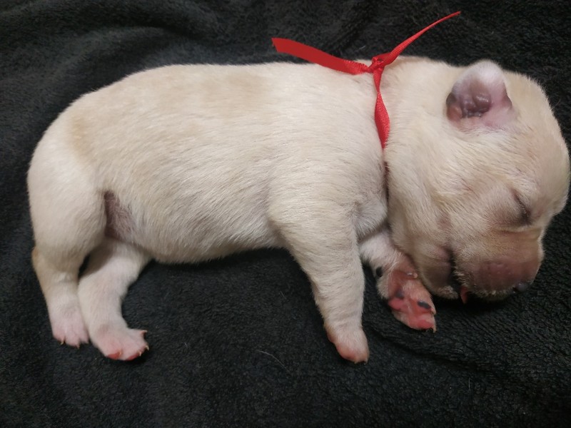 Chovatelská stanice labradorů Polepy u Kolína