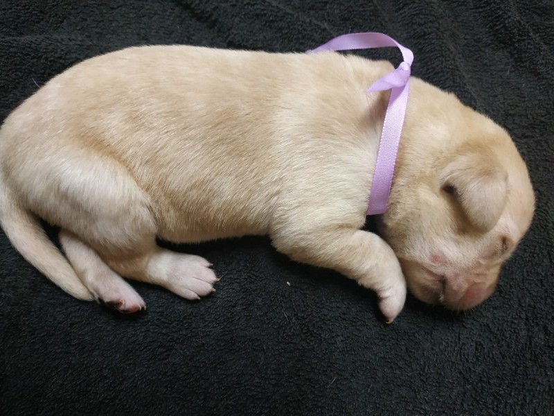 Chovatelská stanice labradorů Polepy u Kolína