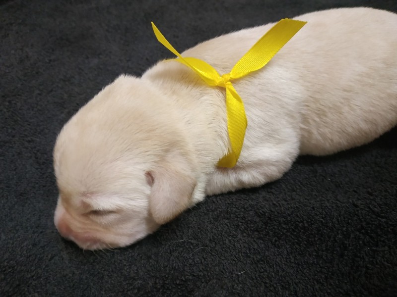 Chovatelská stanice labradorů Polepy u Kolína