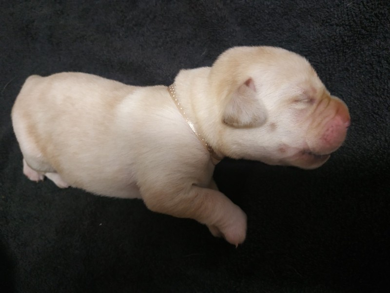 Chovatelská stanice labradorů Polepy u Kolína