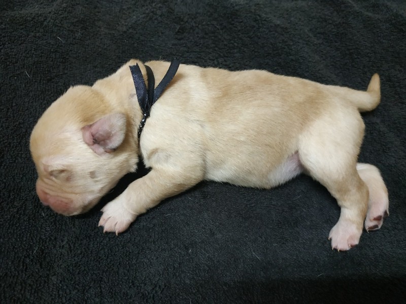 Chovatelská stanice labradorů Polepy u Kolína