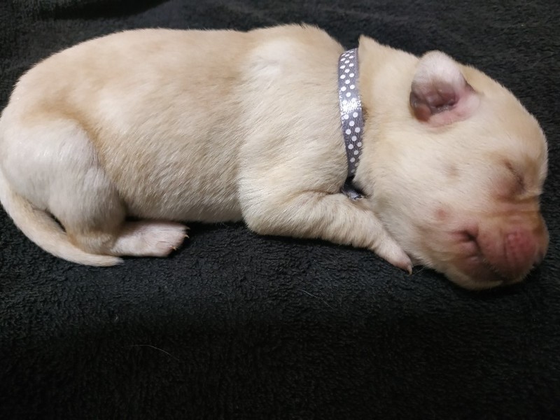 Chovatelská stanice labradorů Polepy u Kolína