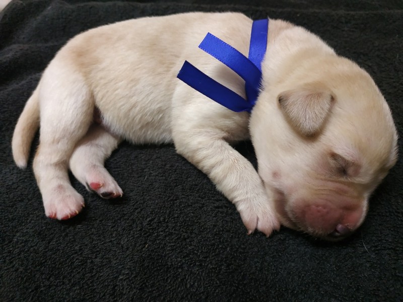 Chovatelská stanice labradorů Polepy u Kolína