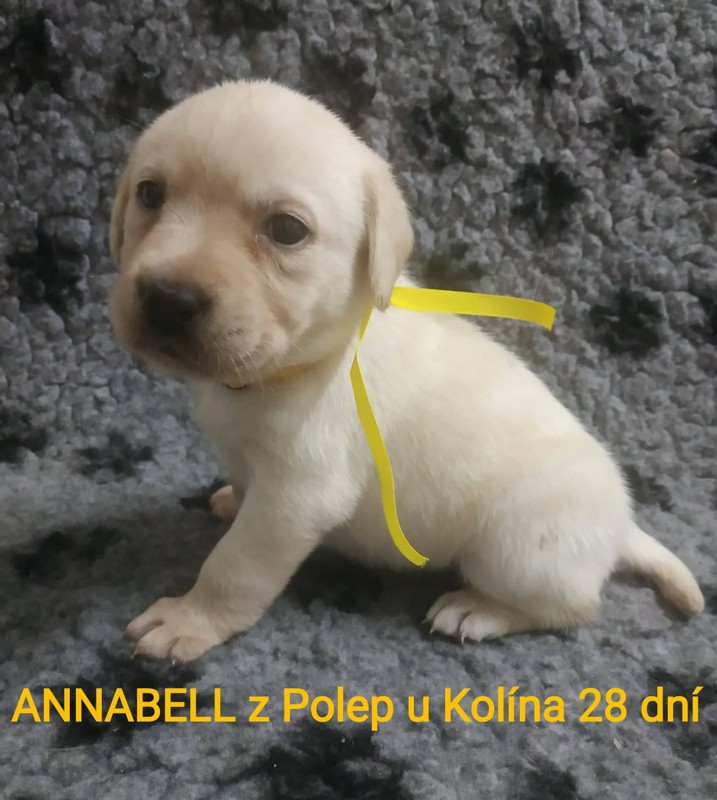 Chovatelská stanice labradorů Polepy u Kolína