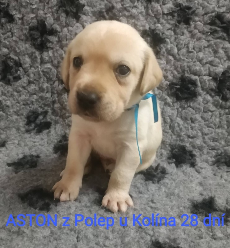 Chovatelská stanice labradorů Polepy u Kolína