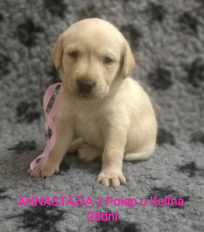 Chovatelská stanice labradorů Polepy u Kolína