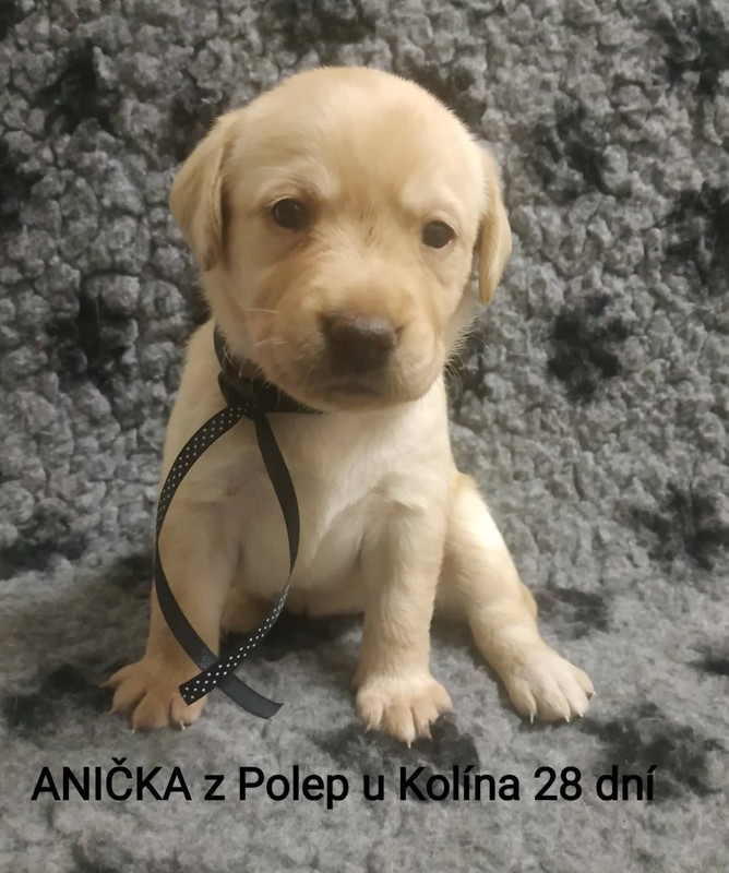 Chovatelská stanice labradorů Polepy u Kolína