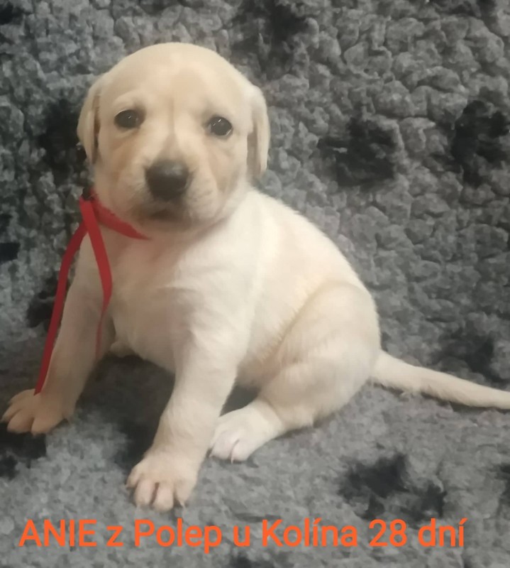 Chovatelská stanice labradorů Polepy u Kolína