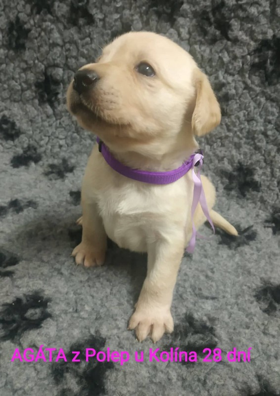 Chovatelská stanice labradorů Polepy u Kolína