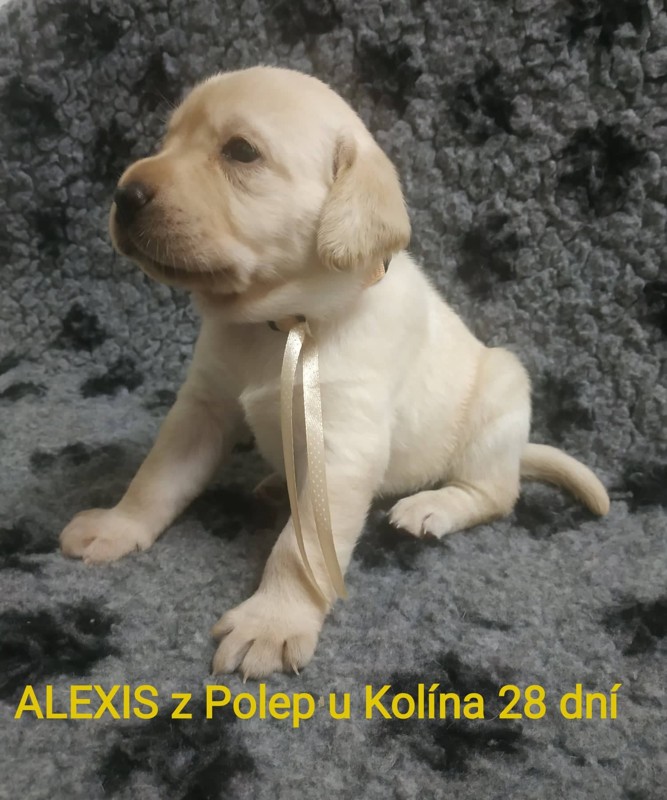 Chovatelská stanice labradorů Polepy u Kolína