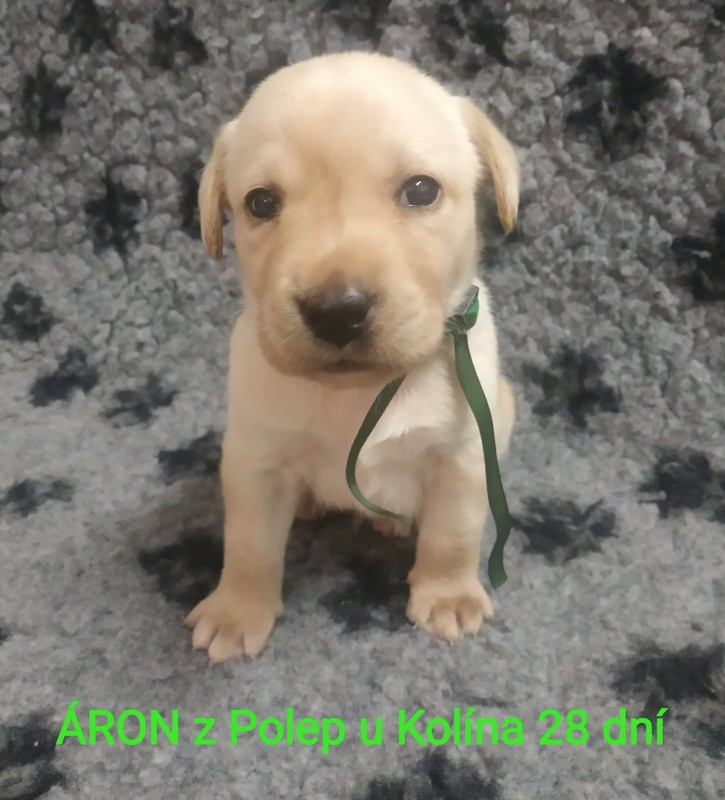 Chovatelská stanice labradorů Polepy u Kolína