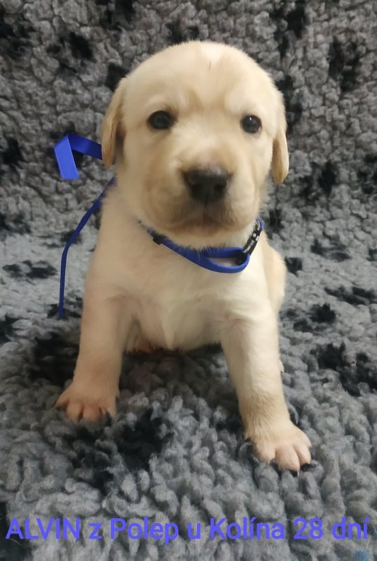 Chovatelská stanice labradorů Polepy u Kolína