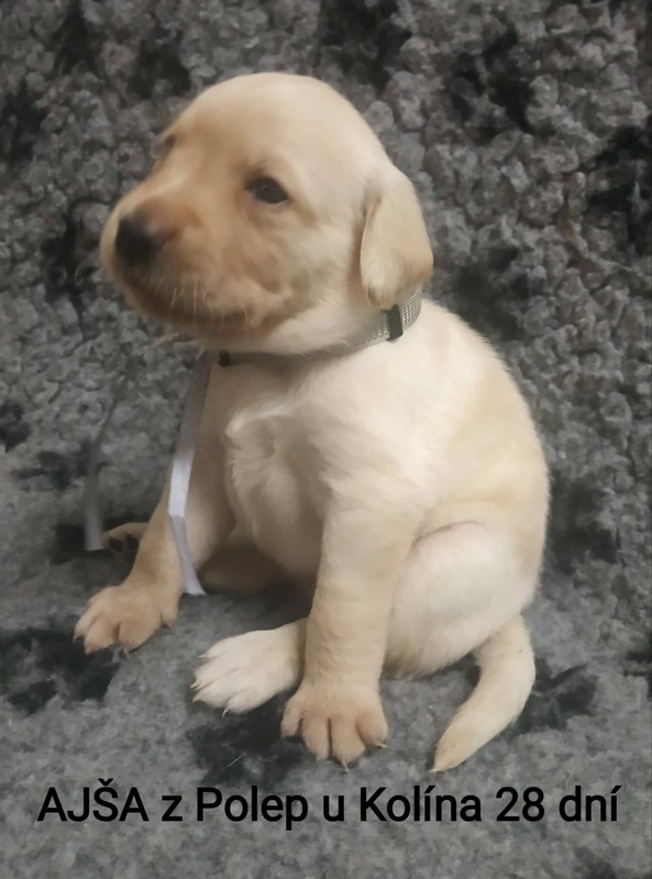 Chovatelská stanice labradorů Polepy u Kolína
