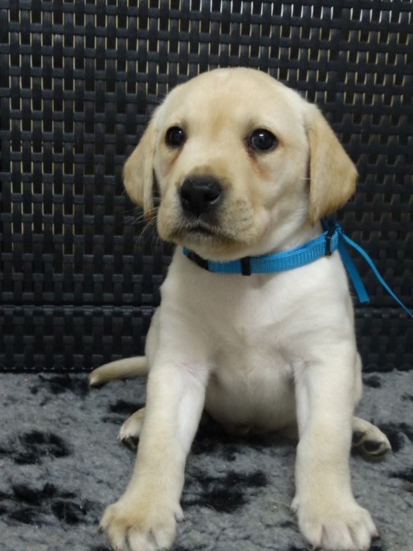Chovatelská stanice labradorů Polepy u Kolína