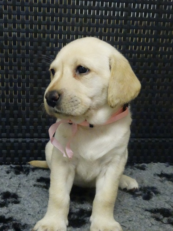 Chovatelská stanice labradorů Polepy u Kolína