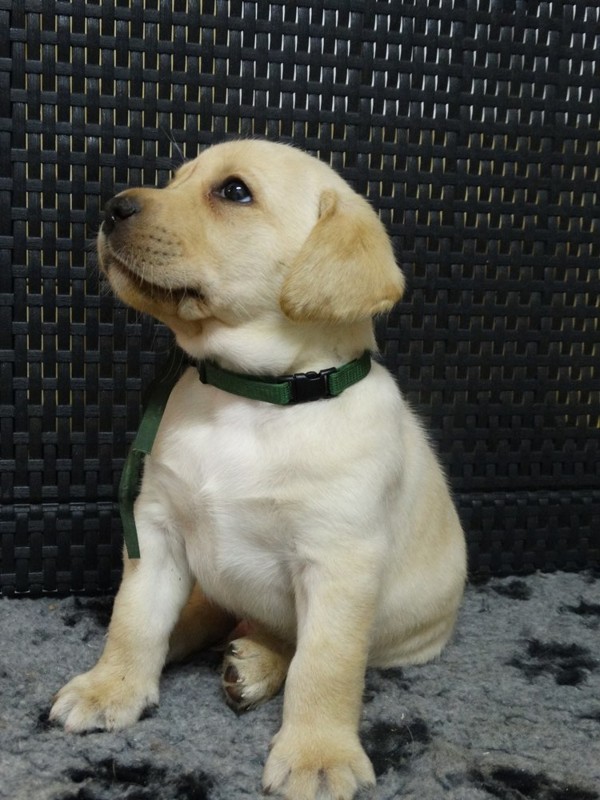 Chovatelská stanice labradorů Polepy u Kolína