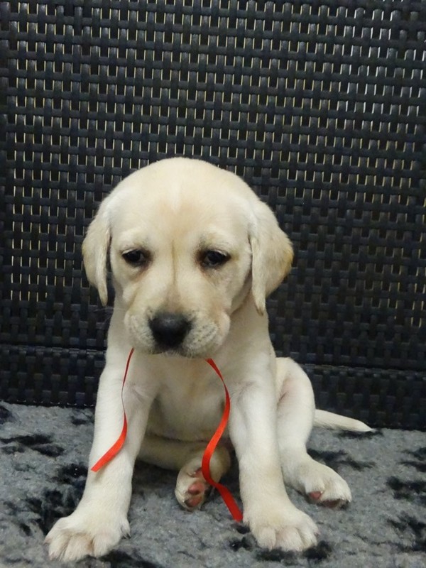 Chovatelská stanice labradorů Polepy u Kolína