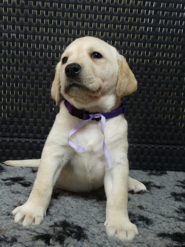 Chovatelská stanice labradorů Polepy u Kolína
