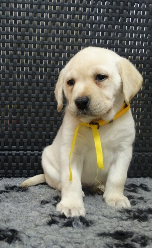 Chovatelská stanice labradorů Polepy u Kolína
