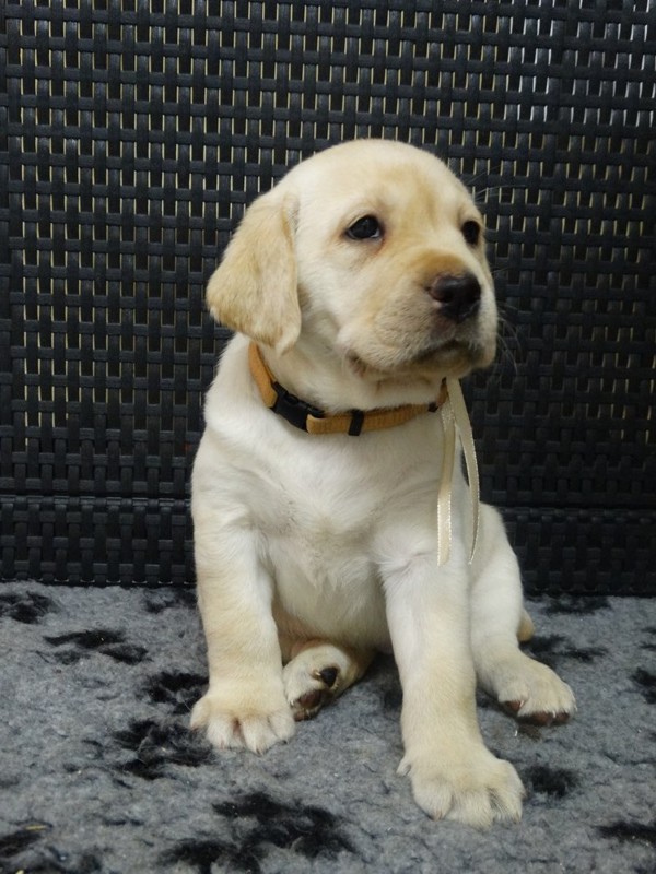 Chovatelská stanice labradorů Polepy u Kolína