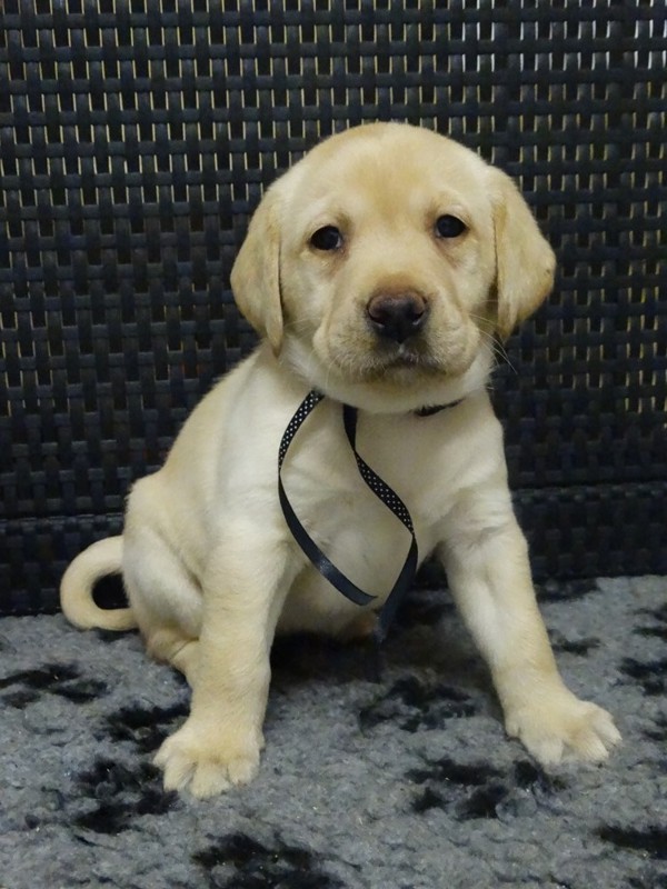 Chovatelská stanice labradorů Polepy u Kolína