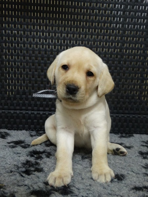 Chovatelská stanice labradorů Polepy u Kolína