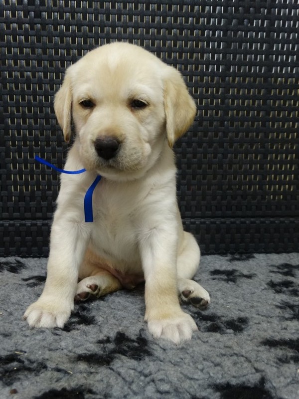 Chovatelská stanice labradorů Polepy u Kolína